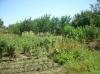 Cheap house in Bulgaria garden 2