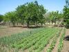 House in Bulgaria 18km from the beach garden