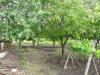 Bulgarian house in a big village garden 6