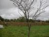 House in Bulgaria 10km from Dobrich garden 4