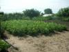Furnished house in Bulgaria garden 7