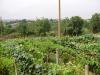 Holiday home in Bulgaria garden