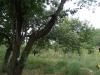 Renovated house in Bulgaria garden