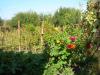 House in Bulgaria next to Dobrich garden 4