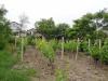 Furnished guest house in Kranevo 37