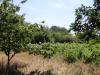 House in Bulgaria 40km from the seaside 12