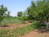 House 13 km from Dobrich, Bulgaria garden 3